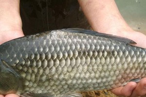 锦鲤鱼为何易患烂鳃病？（探究烂鳃病对锦鲤鱼健康的影响及防治措施）