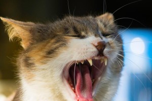 猫为什么晚上会嚎叫？（解密猫嚎叫背后的原因与解决办法）