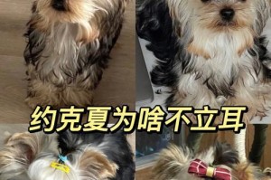 让约克夏狗毛长得更快的食物选择（探究约克夏狗喜欢的食物和促进毛发生长的关键营养成分）