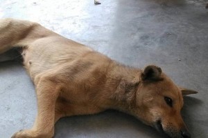 狗狗为什么一天都不吃东西？（探究狗狗不进食的原因及解决方法）
