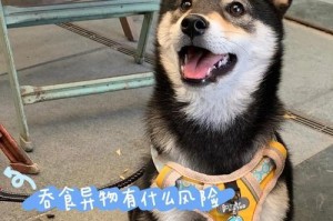 狗吞骨头后多久会有反应？（揭秘狗吞骨头后的时间与反应）