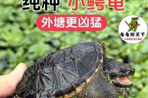 正确饲养鳄鱼龟的方法（打造健康快乐的鳄鱼龟生活）