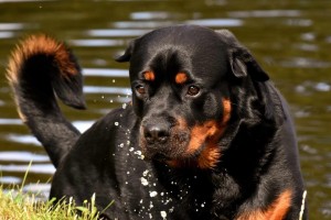 罗威纳犬毛发护理技巧（掌握罗威纳幼犬毛发护理的窍门）
