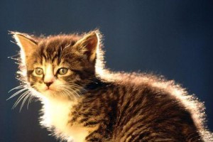 猫咪不停叫的原因与应对方法（探究猫咪叫声背后的意义以及如何有效解决）