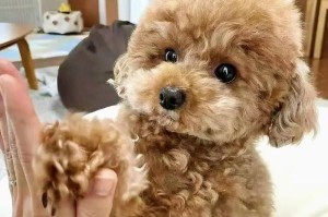 以泰迪养的最多的颜色是什么？（揭秘泰迪最受欢迎的毛色特点）