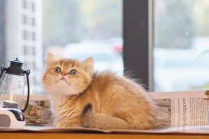 猫打疫苗的重要性（保护猫咪免受疾病侵袭）