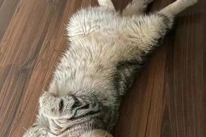 探秘折耳猫——其独特特征和饲养习惯（了解折耳猫的奇妙耳朵和可爱性格，让你爱不释手）