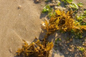 海草和海藻对狗狗的益处及适当饮食建议（了解海带与海藻的区别，给狗狗提供健康的膳食补充）
