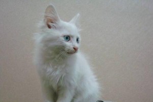 土耳其安哥拉猫的饲养方法（了解土耳其安哥拉猫的特点和饲养技巧）