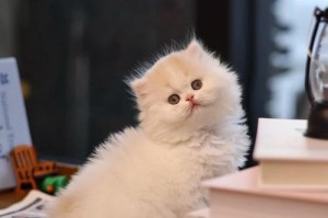 母猫子宫蓄脓的治疗方法及药物推荐（救救我可爱的母猫！子宫蓄脓该怎么办？）