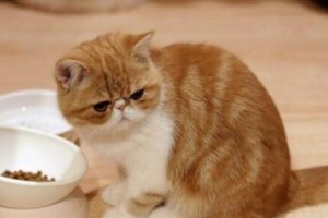 猫咪舔了滴露，应该如何应对？（避免危险，保护爱宠，滴露中毒应急处理）