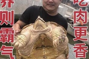幼年大鳄龟的饮食习惯（了解幼年大鳄龟的食物需求与饮食安排）