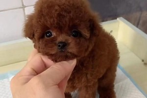 泰迪犬疫苗接种频率的科学指导（探究泰迪犬疫苗接种的最佳时间间隔）