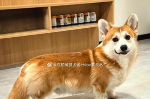 柯基价格之谜（揭秘柯基价格背后的原因与价值）