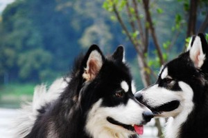 如何养护健康的阿拉斯加雪橇犬（宠爱你的毛茸茸伙伴，从饲养开始）