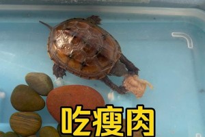 乌龟的饮食习性与食物选择（乌龟的营养需求及适宜食物种类）