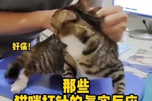 如何正确给猫咪打针？（掌握正确的注射部位和技巧，保证猫咪的健康）