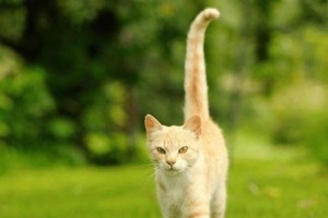 小猫的尾巴是多功能利器（小猫尾巴的奇妙功能及利用方式）