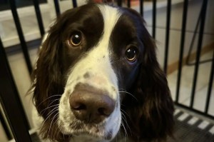 挑选理想的史宾格犬宠物（了解史宾格犬的特征与关键选择指南）