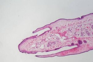 狗绦虫节片的存活时间及影响因素（探究狗绦虫节片在不同环境条件下的存活能力）