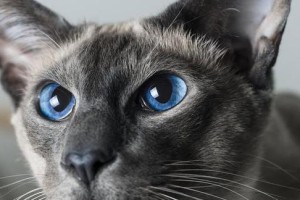 暹罗猫寿命有多长？（暹罗猫的寿命受哪些因素影响？）