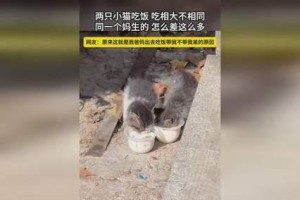 猫为什么不好好吃饭？（探究猫咪对食物挑剔的原因及解决方法）