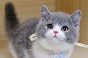 猫的好奇心（探究猫对各种动物的好奇心及其影响）