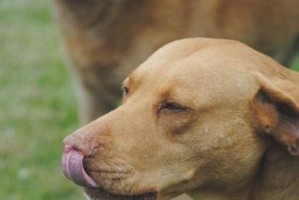 如何选择一种食量适中的中型犬并轻松养护？（以少食为主，为您带来便利的宠物养护生活）