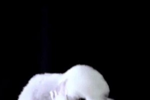 探讨哪种狗最不掉毛？（寻找不易脱落毛发的理想犬种）
