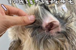 拔狗狗耳毛的重要性（保护狗狗听力健康的关键）