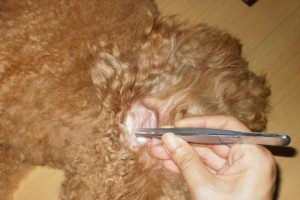正确帮助狗狗拔耳毛的方法（关爱宠物耳部健康，解决拔耳毛问题）