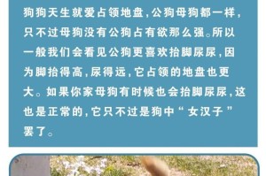 母狗小便处的特点与注意事项（探究母狗小便处的颜色、气味和清洁方法）