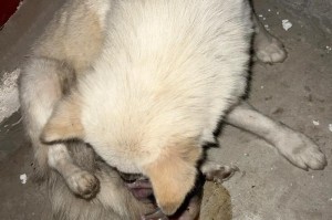 母狗产奶时间与特点（了解母狗产奶的时间和特点，为繁殖管理提供参考）