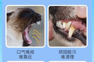如何通过牙齿判断狗狗年龄？（牙齿是狗狗年龄的“窗口”，掌握这些关键信息就能轻松判断）