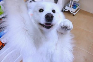 如何养好萨摩耶？（（简单易掌握的萨摩耶饲养技巧）