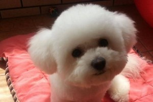 以比熊犬可以吃水果吗？（探究比熊犬对水果的消化吸收能力与健康影响）