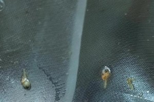 小鹦鹉鱼的快速生长之道（以饮食为基础，关注养殖技巧）