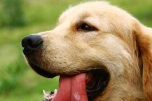 如何给宠物狗狗补钙（全面解读宠物狗狗缺钙原因及有效补钙方法）