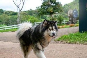 阿拉斯加犬（为什么很少人养阿拉斯加犬？一探其背后的原因）