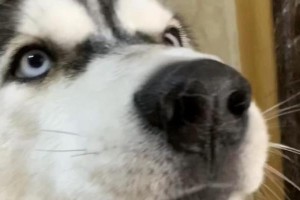 如何给哈士奇洗澡？（选择合适的洗澡用品，让你的哈士奇洁净如新！）