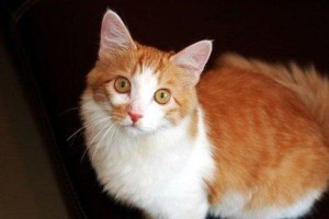 如何让土耳其安哥拉猫快乐健康成长？了解土耳其安哥拉猫饲养方法