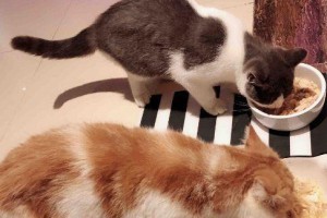 猫咪可以喂生肉吃吗？（喂食生肉的危害与注意事项）
