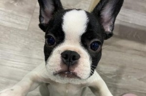 法斗犬的头部生长发育过程（了解法斗犬的头部生长阶段与特点）