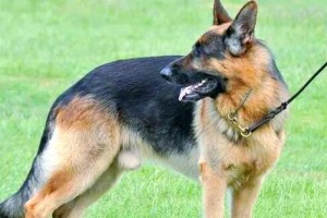 德国牧羊犬训练技巧大揭秘（打造顺服听话的德牧宠物犬，训练技巧不可忽视）