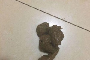 泰迪犬发烧的症状与治疗方法（了解泰迪犬发烧的重要性及正确处理方法）
