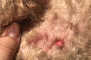 泰迪狗肛门红肿的治疗方法（如何选择合适的药物缓解泰迪狗肛门红肿）