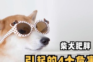 柴犬胖胖的美食指南（揭秘柴犬胖胖的美食诱惑，一饱口福）