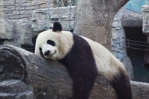 大熊猫为何成为素食主义者？（探索大熊猫选择吃素的原因，揭秘令人意想不到的真相）