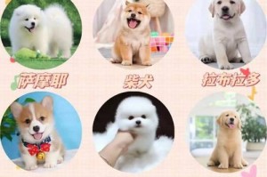 拉布拉多的最爱（一个忠诚陪伴者的喜好和特点）