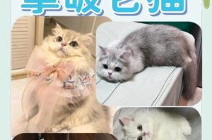 拿破仑猫的由来及特点（探寻拿破仑猫的历史渊源和命名由来）